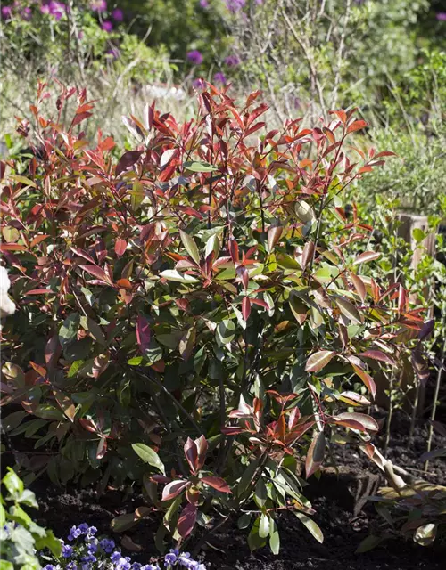 Photinia fraseri