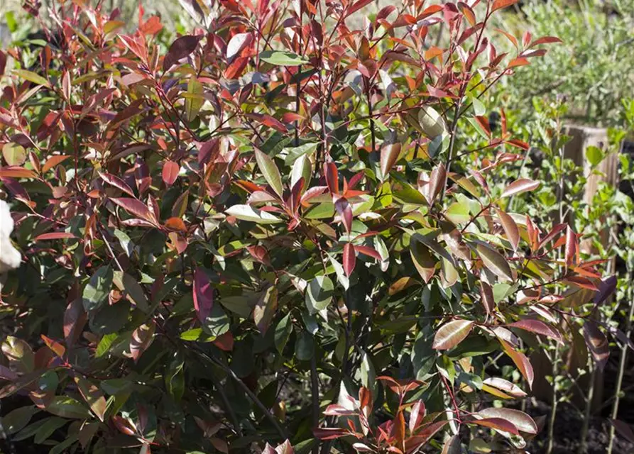 Photinia fraseri