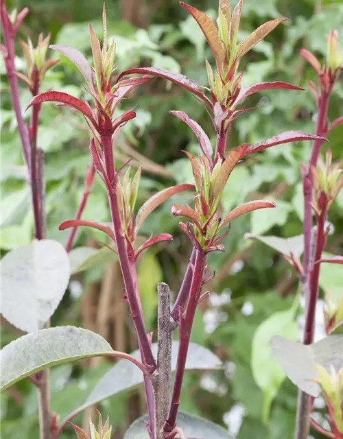 Photinia fraseri