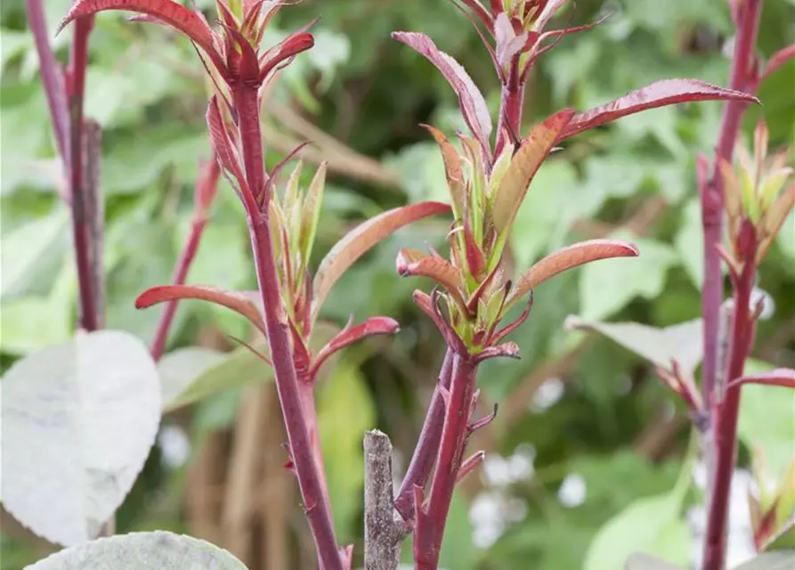 Photinia fraseri