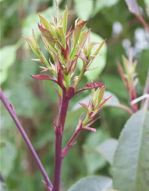 Photinia fraseri 'Little Red Robin'