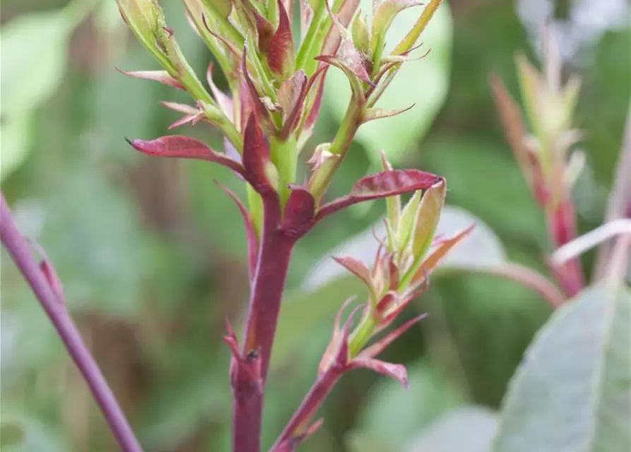 Photinia fraseri 'Little Red Robin'