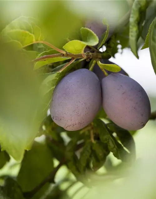 Prunus domestica subsp. domestica