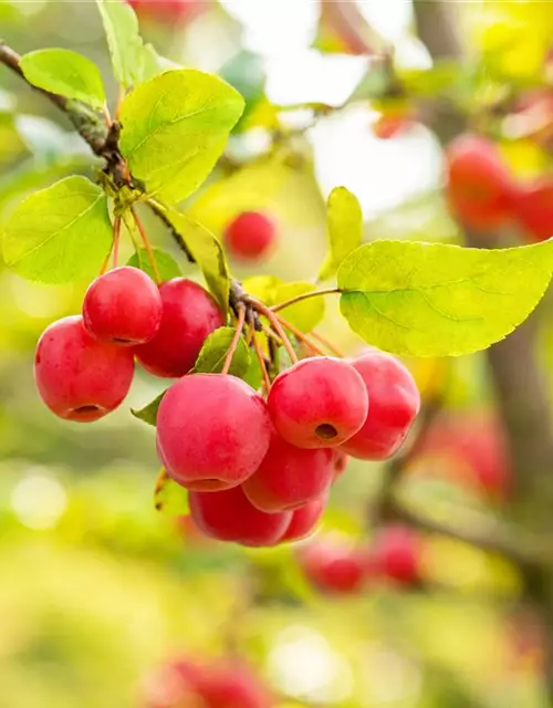 Malus 'Evereste'®