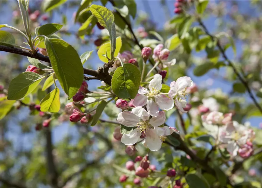 Malus 'Evereste'®