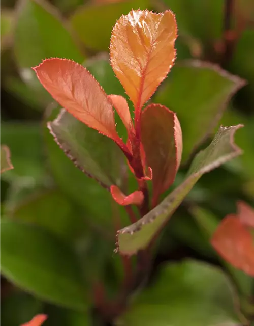 Photinia fraseri 'Little Red Robin'