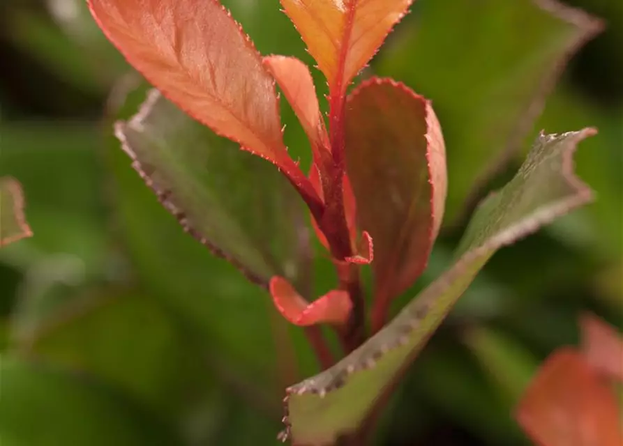 Photinia fraseri 'Little Red Robin'