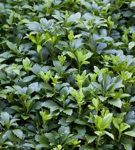 Pachysandra terminalis 'Green Carpet'®