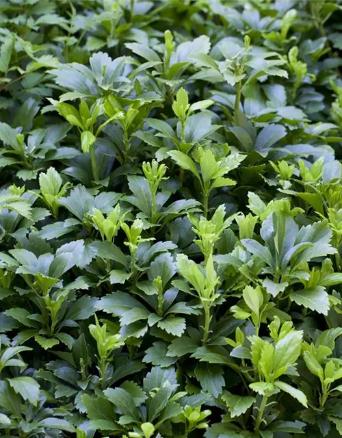 Pachysandra terminalis