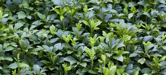 Pachysandra terminalis 'Green Carpet'®