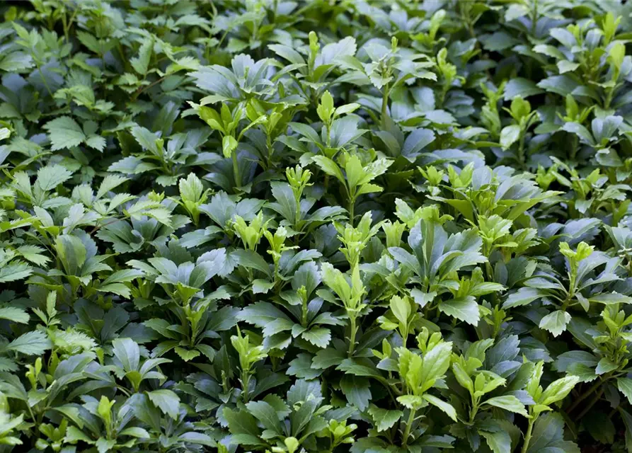 Pachysandra terminalis