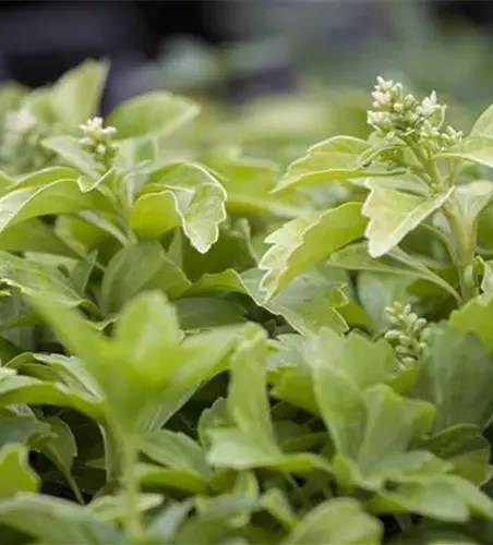 Pachysandra terminalis 'Green Sheen'®