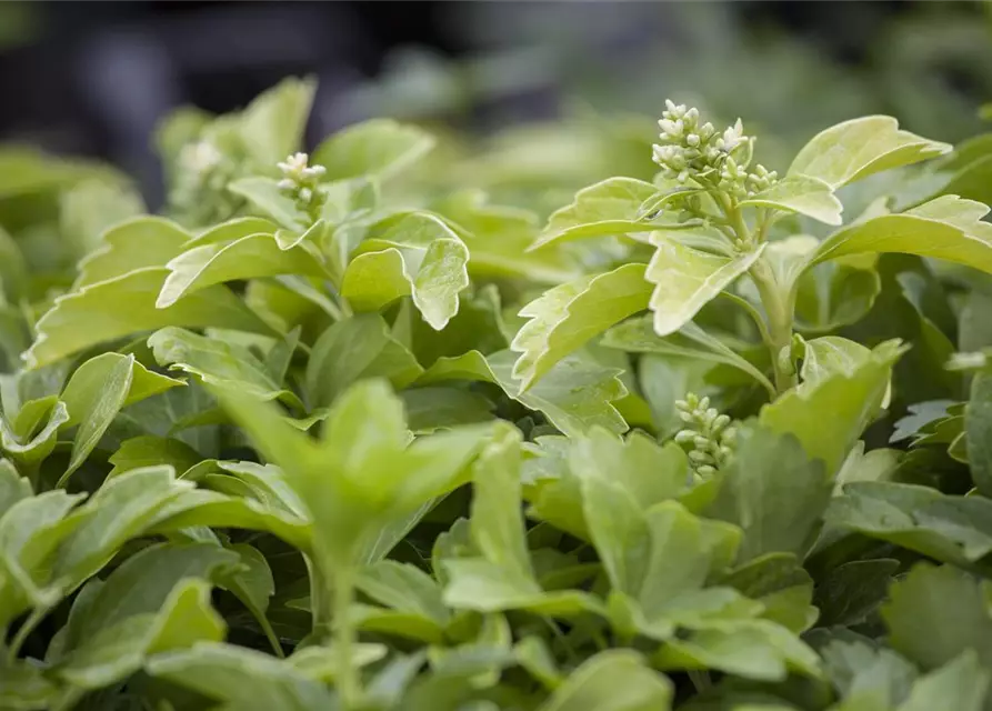 Pachysandra terminalis