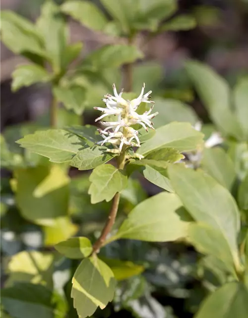 Pachysandra terminalis