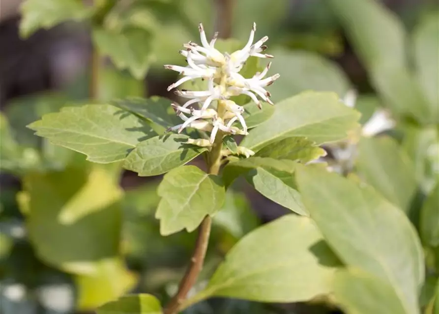 Pachysandra terminalis