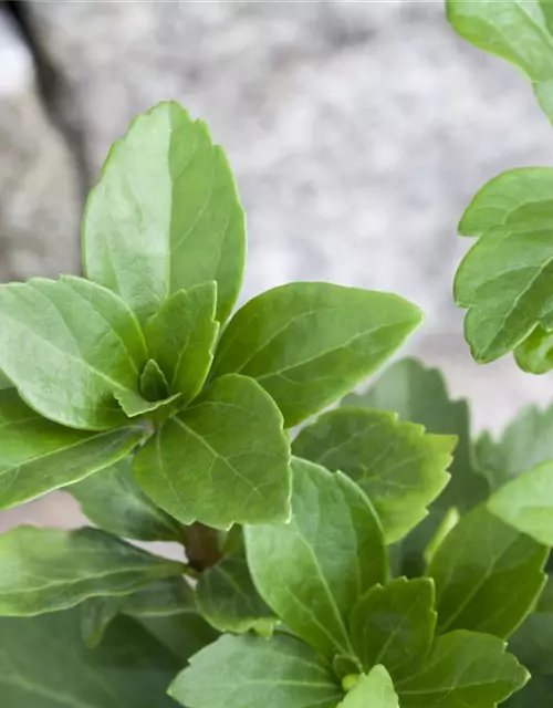 Pachysandra terminalis