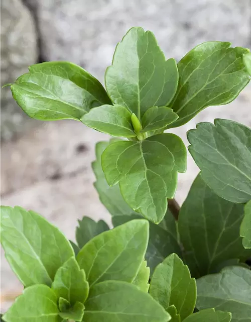 Pachysandra terminalis