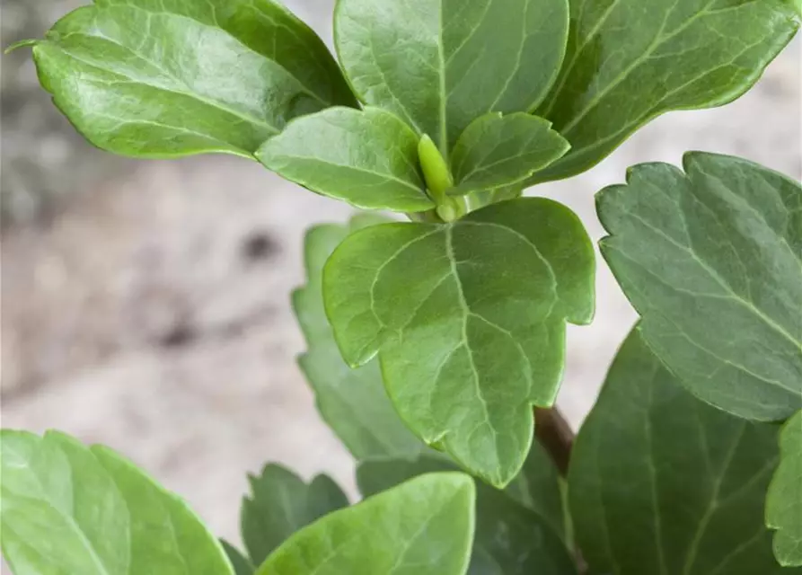 Pachysandra terminalis