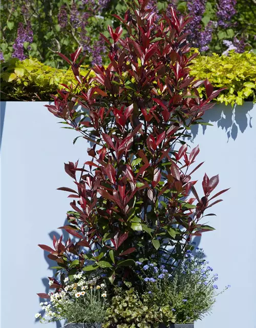 Photinia fraseri 'Red Robin'