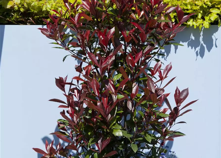 Photinia fraseri 'Red Robin'