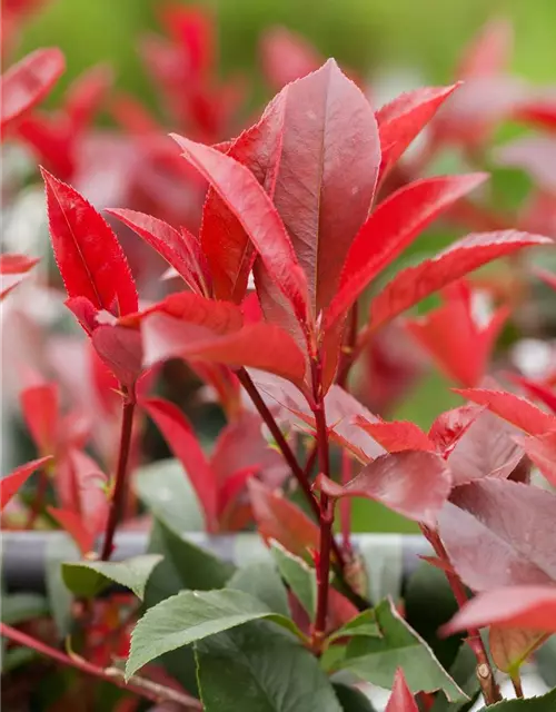 Photinia fraseri 'Red Robin'