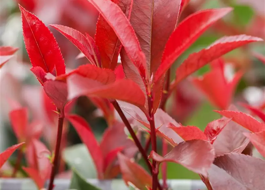 Photinia fraseri 'Red Robin'