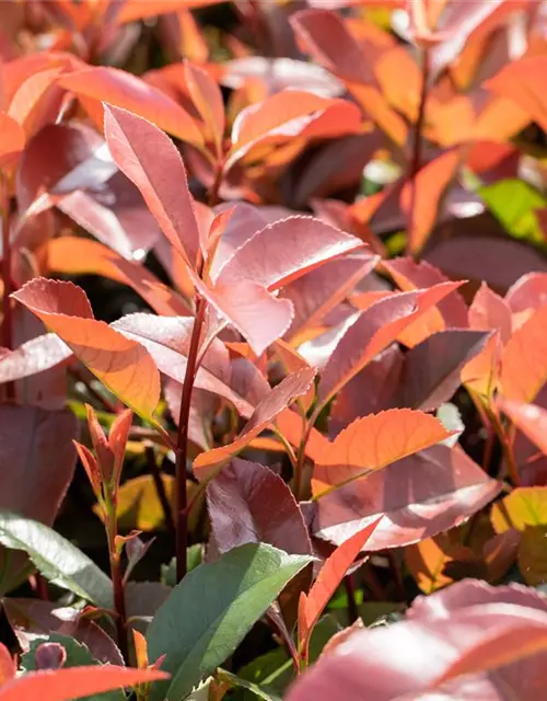 Photinia fraseri 'Red Robin'