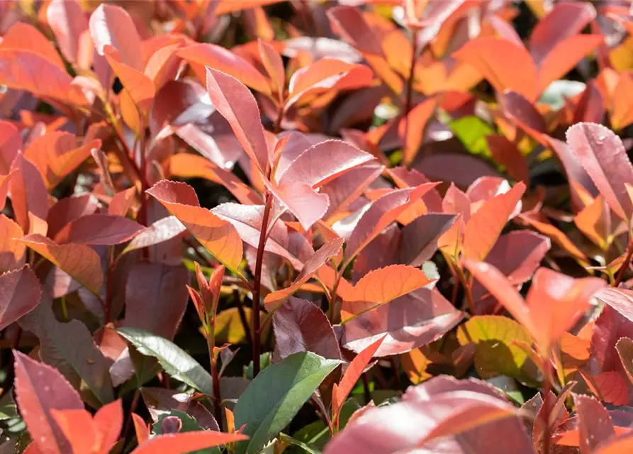 Photinia fraseri 'Red Robin'