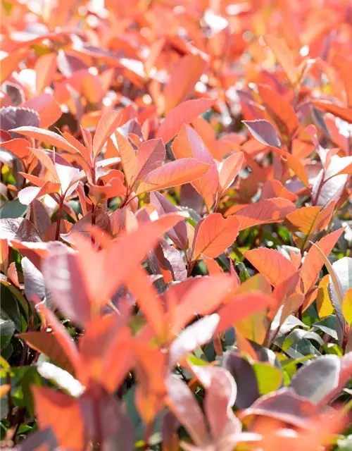 Photinia fraseri 'Red Robin'