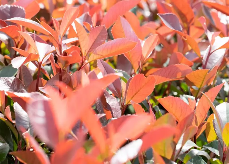 Photinia fraseri 'Red Robin'