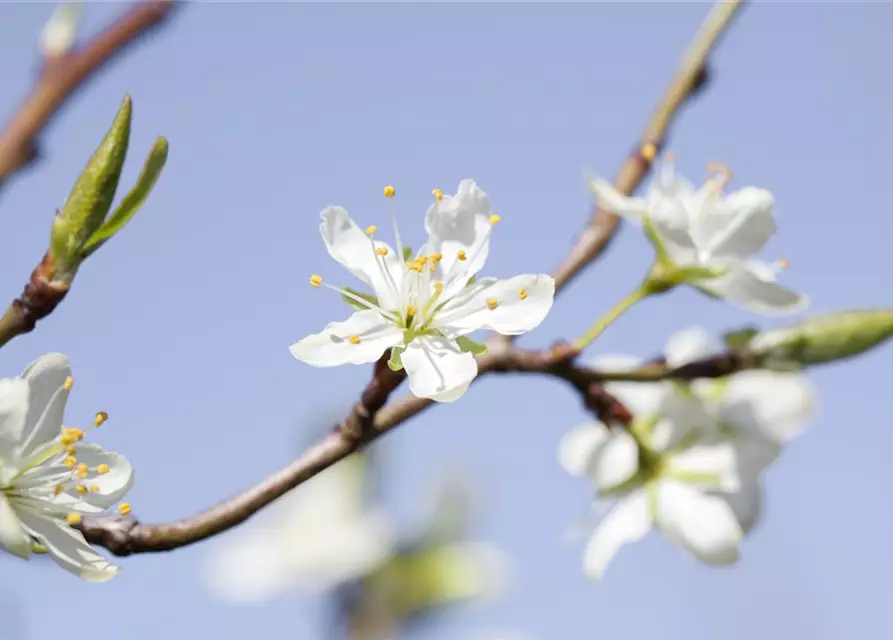 Prunus domestica subsp. syriaca