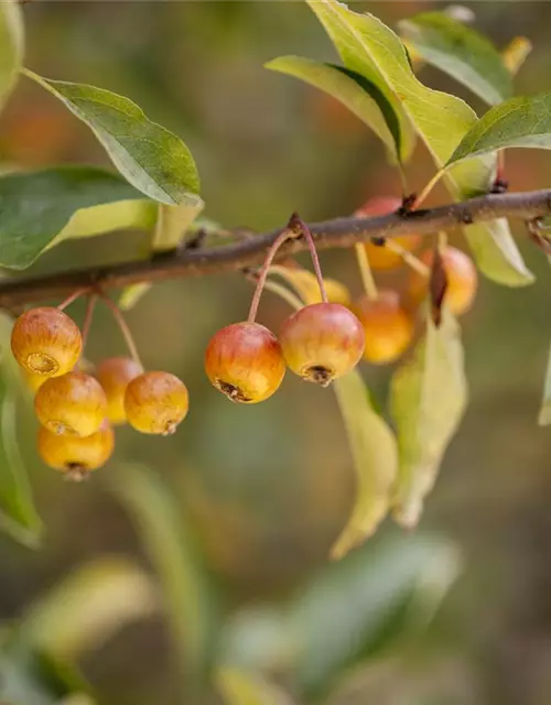 Malus 'Pom Zai'®