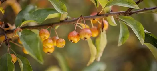 Malus 'Pom Zai'®