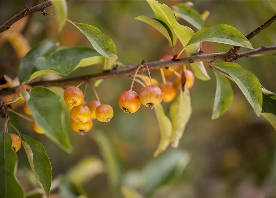 Malus 'Pom Zai'®