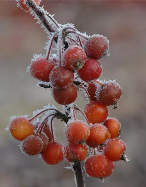 Malus 'Pom Zai'®