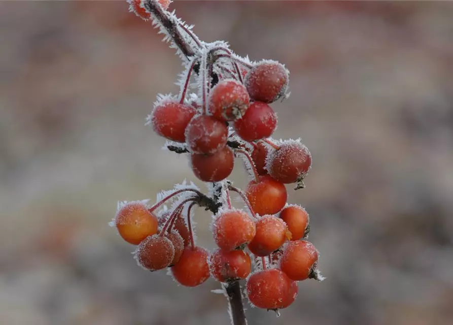 Malus 'Pom Zai'®