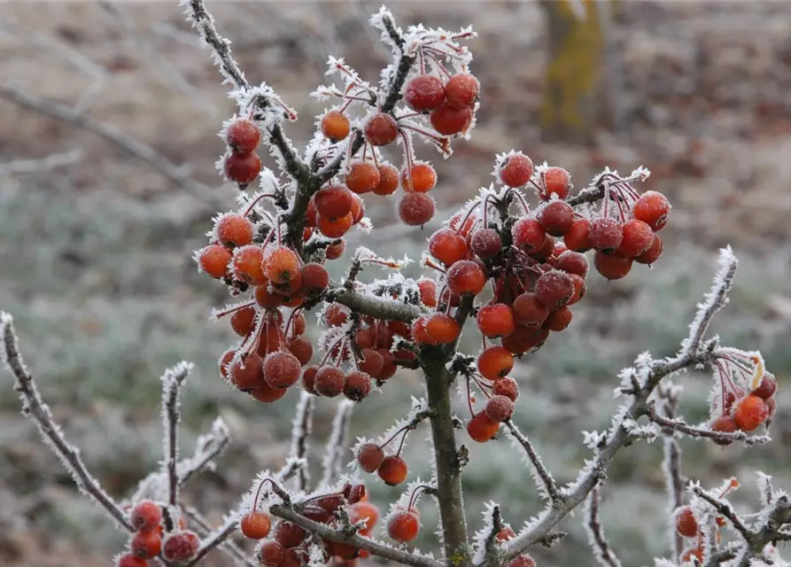 Malus 'Pom Zai'®