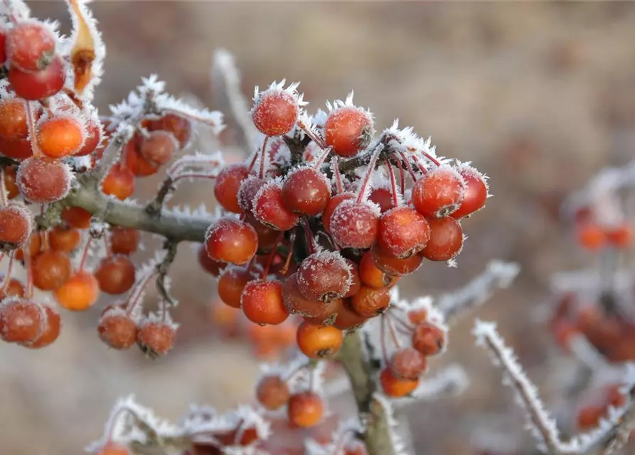 Malus 'Pom Zai'®