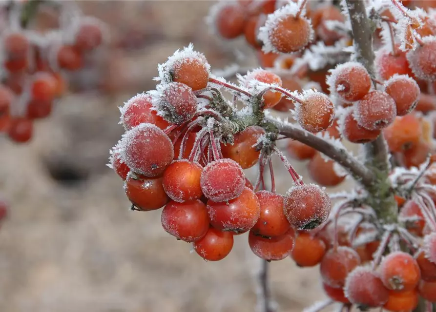 Malus 'Pom Zai'®