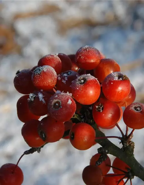 Malus 'Pom Zai'®