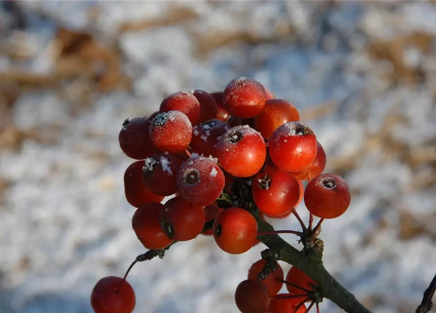 Malus 'Pom Zai'®