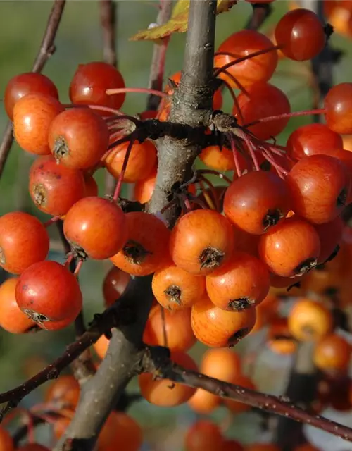 Malus 'Pom Zai'®