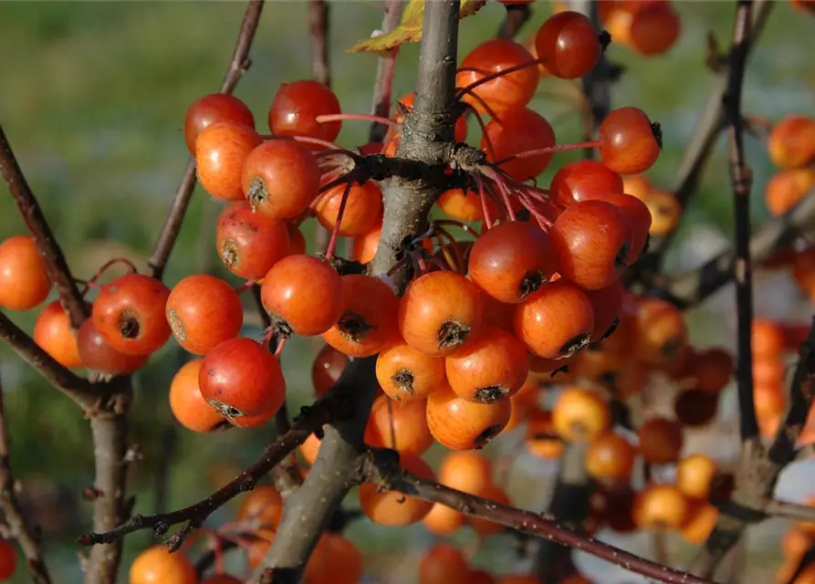 Malus 'Pom Zai'®