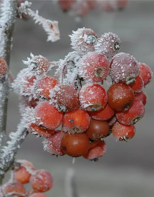 Malus 'Pom Zai'®