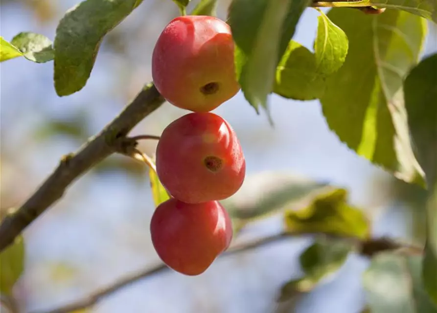 Malus x moerlandsii 'Red Sentinel'