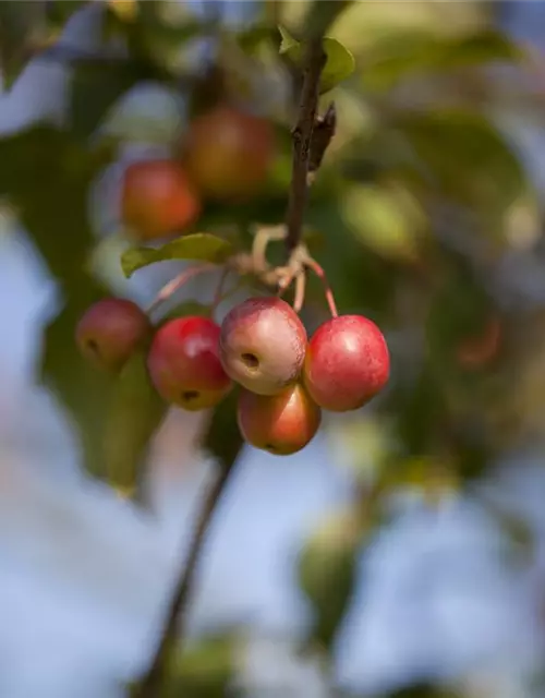 Malus x moerlandsii 'Red Sentinel'