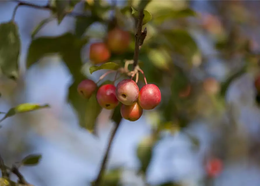 Malus x moerlandsii 'Red Sentinel'