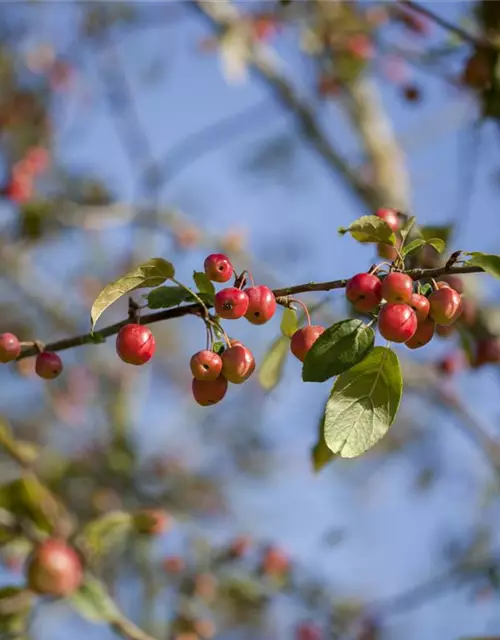 Malus x moerlandsii 'Red Sentinel'