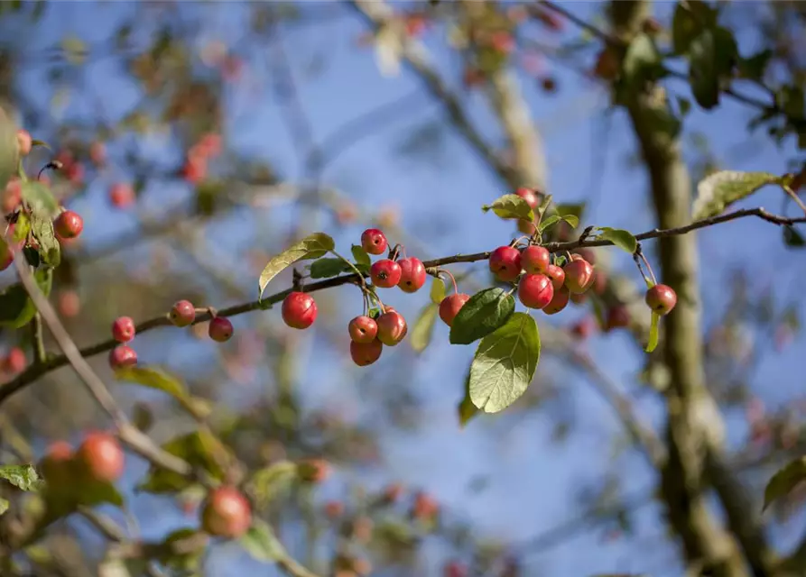 Malus x moerlandsii 'Red Sentinel'