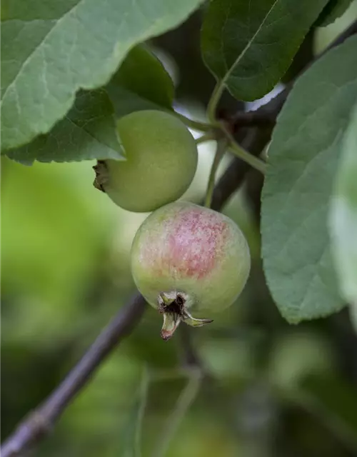 Malus x moerlandsii 'Red Sentinel'